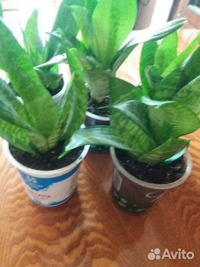 Сансевиерия