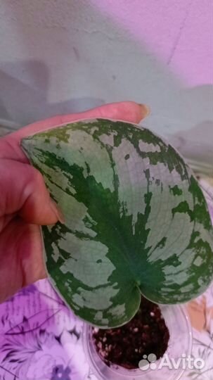 Комнатные растения цветы сциндапсус