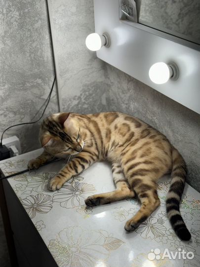 Бенгальский кот вязка