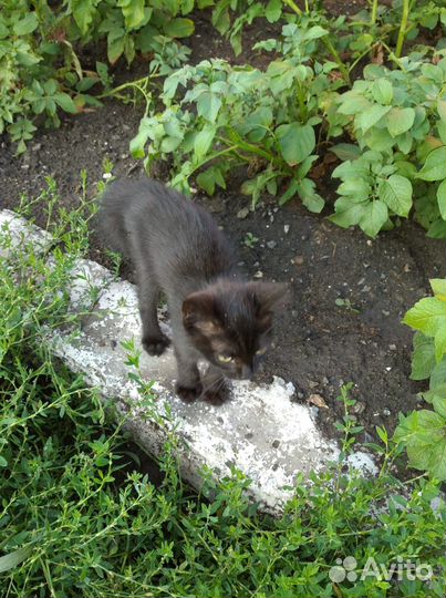Котята в добрые руки бесплатно