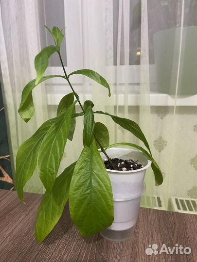 Пахистахис желтый