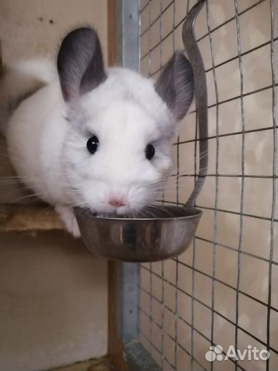Шиншилла
