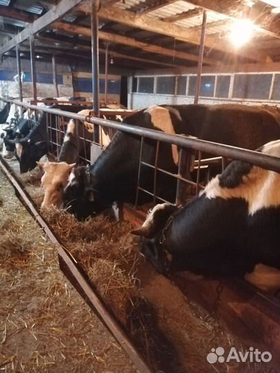 Быки на мясо. Возраст 1.3г порода голштины