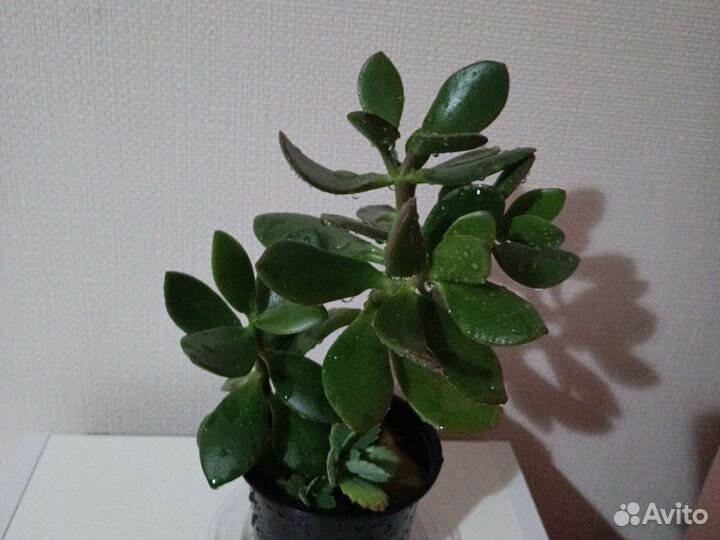 Денежное дерево