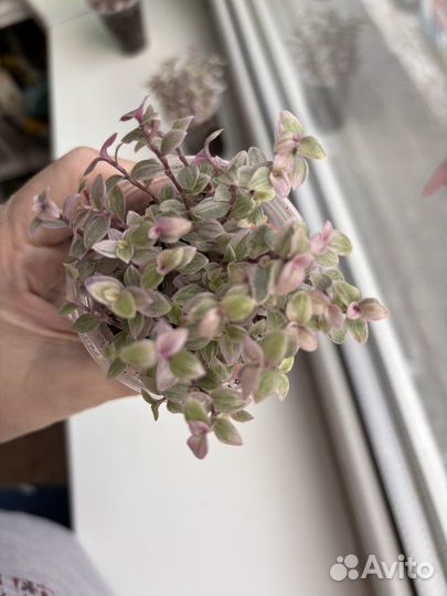 Каллизия розовая пантера