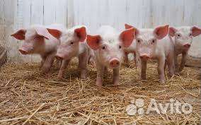 Поросенок ландрас