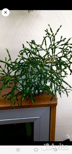 Продам пальму