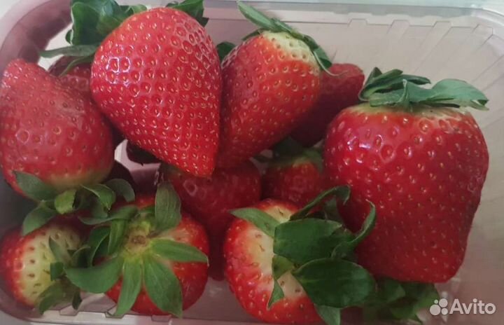 Клубника ремонтантная