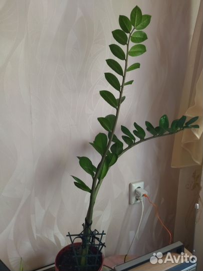 Хлорофитум