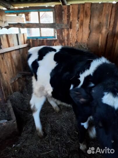 Телята бычки на откорм