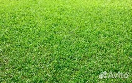 Укладка Рулонного газона