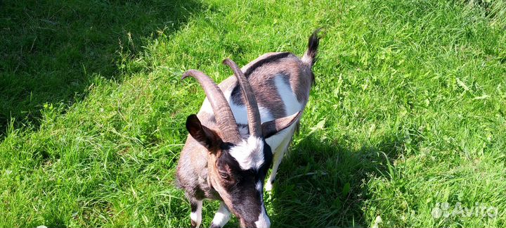 Коза, козёл