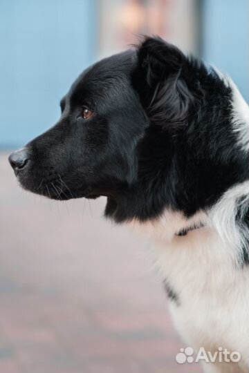 Собака Северус Снейп