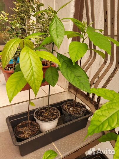 Авокадо растение