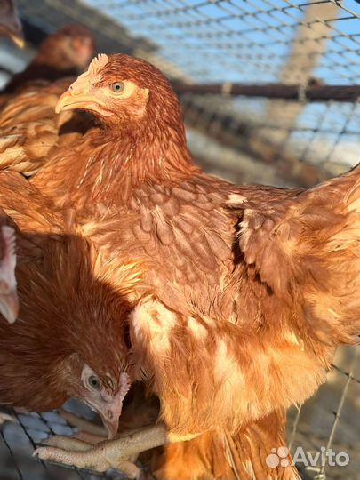 Курица молодка