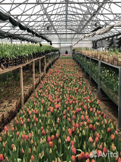 Тюльпаны оптом срез