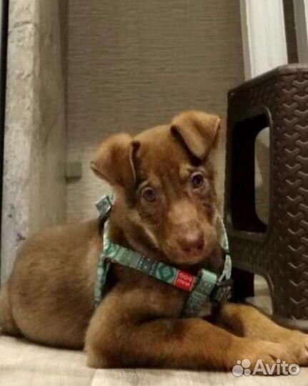 Рыжее счастье