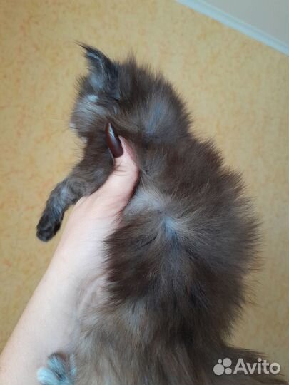 Эффектная девочка мейн-кун