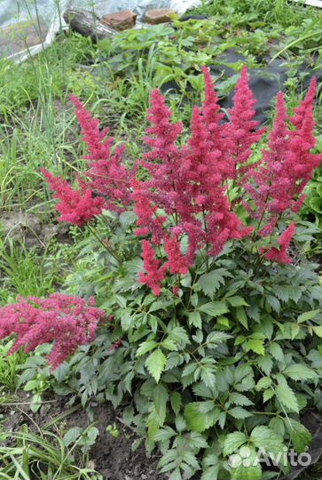 Примула+астильба