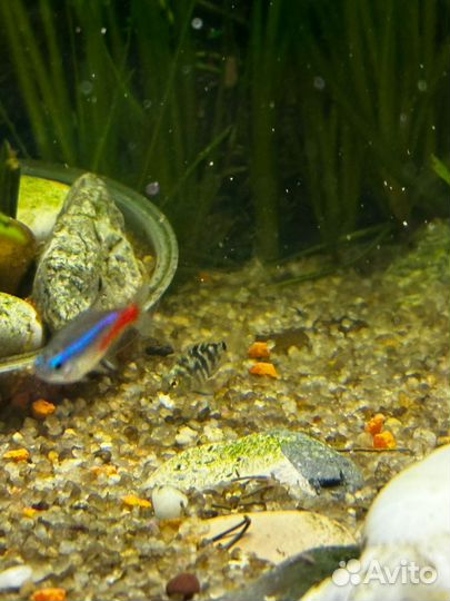 Рыба попугай