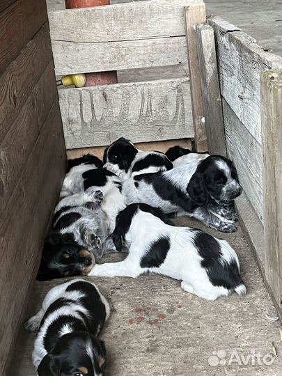 Щенки русского охотничего спаниеля