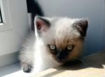 Персидский кот (котята )