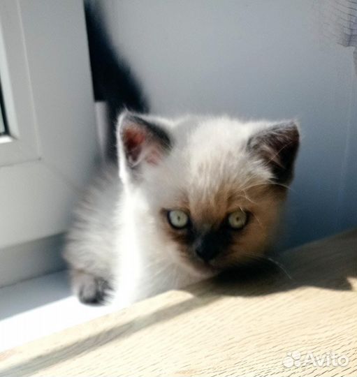 Персидский кот (котята )