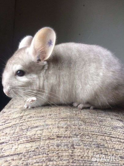 Шиншилла