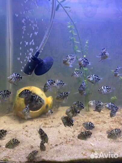 Сапфировый попугай