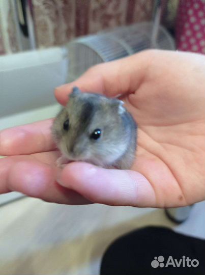 Джунгарский хомяк