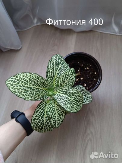 Фиттония 7 видов