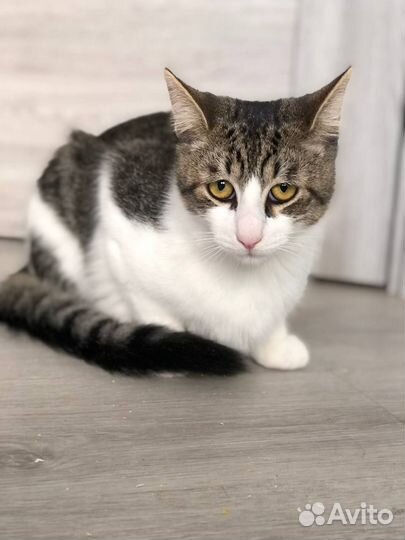 Котёнок Роберт