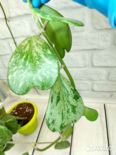 Хойи керри сплеш, амикабилис