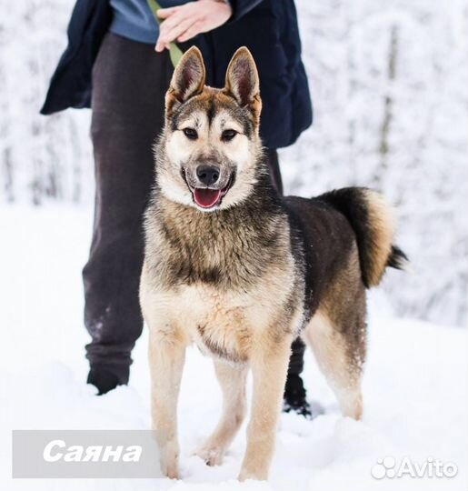 Срочно ищем передержку за корм или дом Саяне