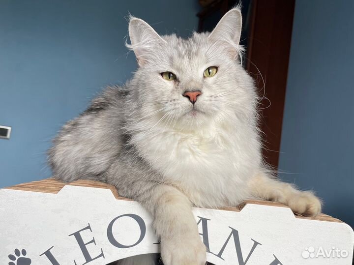 Мейн кун кошка