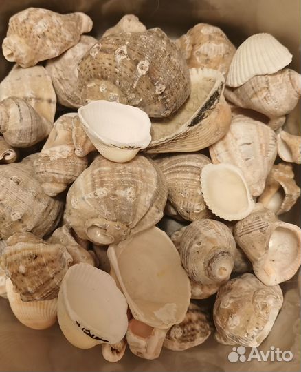 Для аквариума и террариума: грунт +камни, ракушки