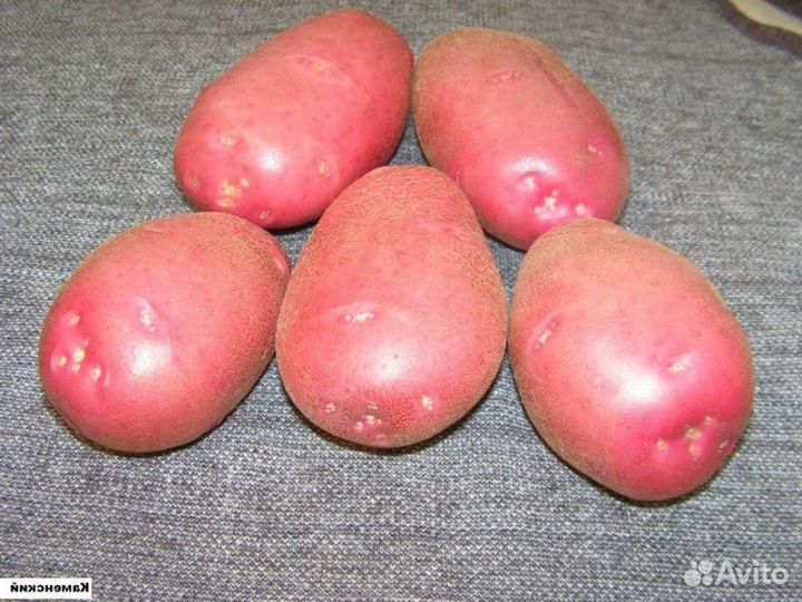 Семенной картофель Любава супер элита