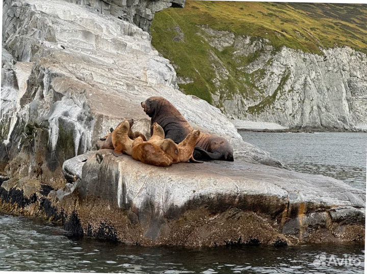 Тур путевка Камчатка летом программы 7-9 дней