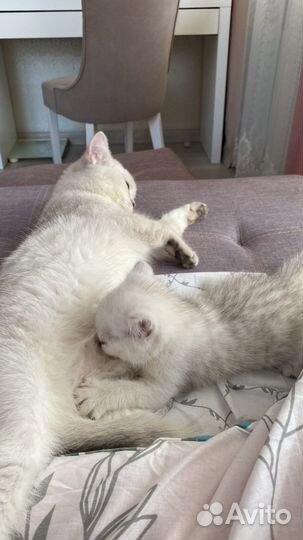 Британская шиншилла