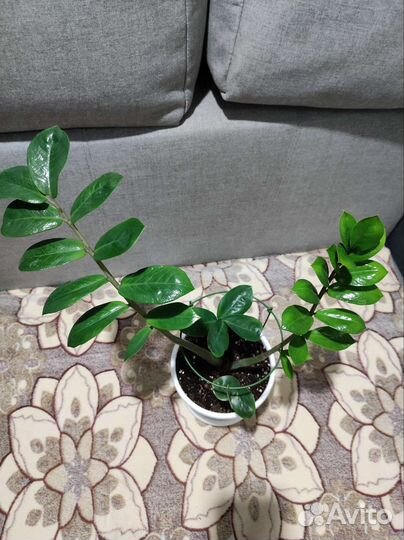 Замиокулькас