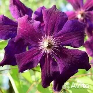 Клематисы