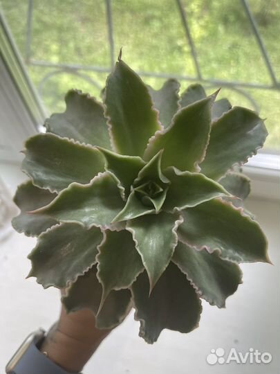 Суккуленты