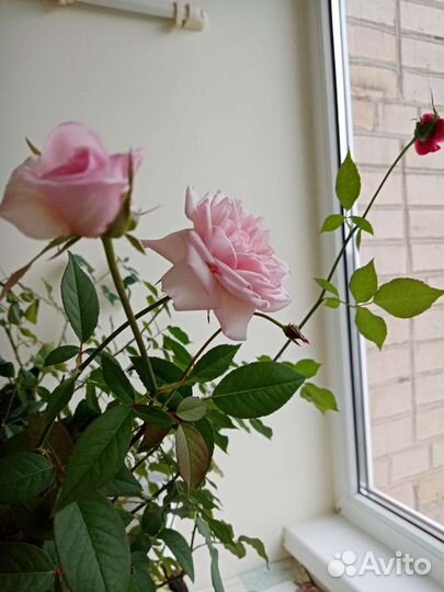 Роза бенгальская