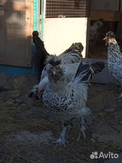 Петухи Павловские серебро и золото