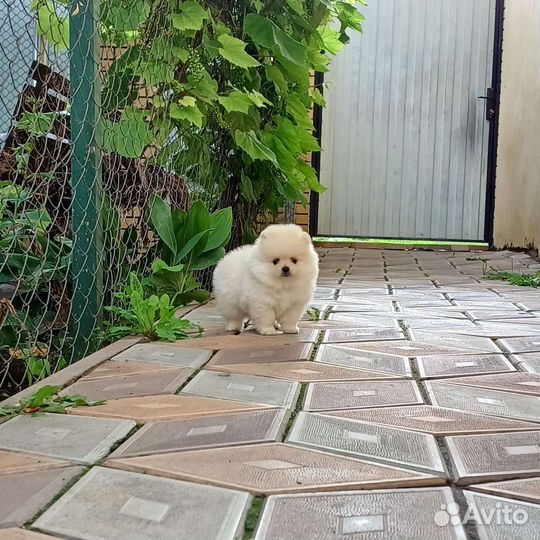 Померанский шпиц девочки