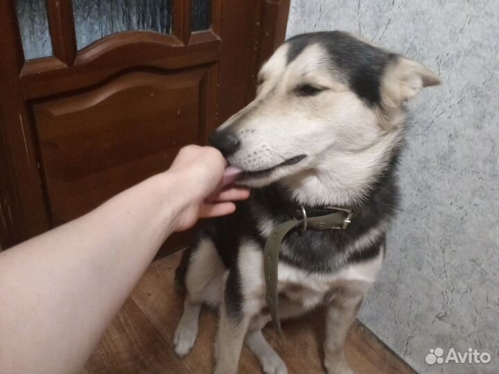 Русско европейская лайка