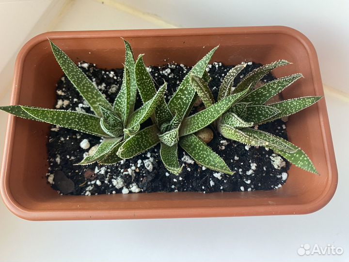 Хавортия набор