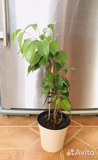 Фикус