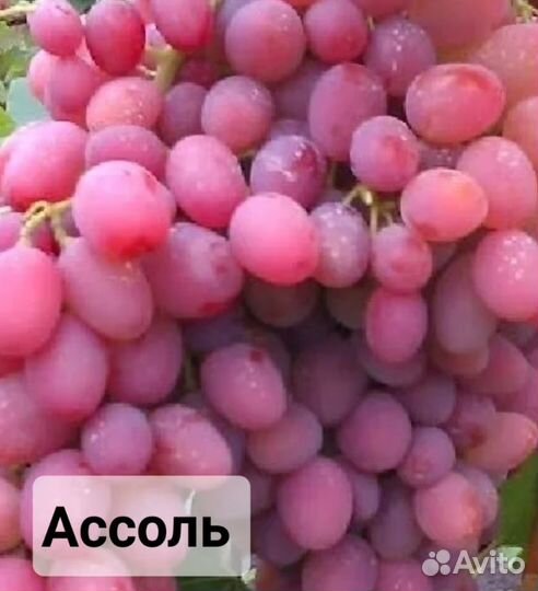 Саженцы винограда сортового