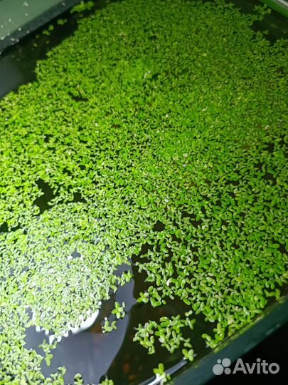 Аквариумные рыбки